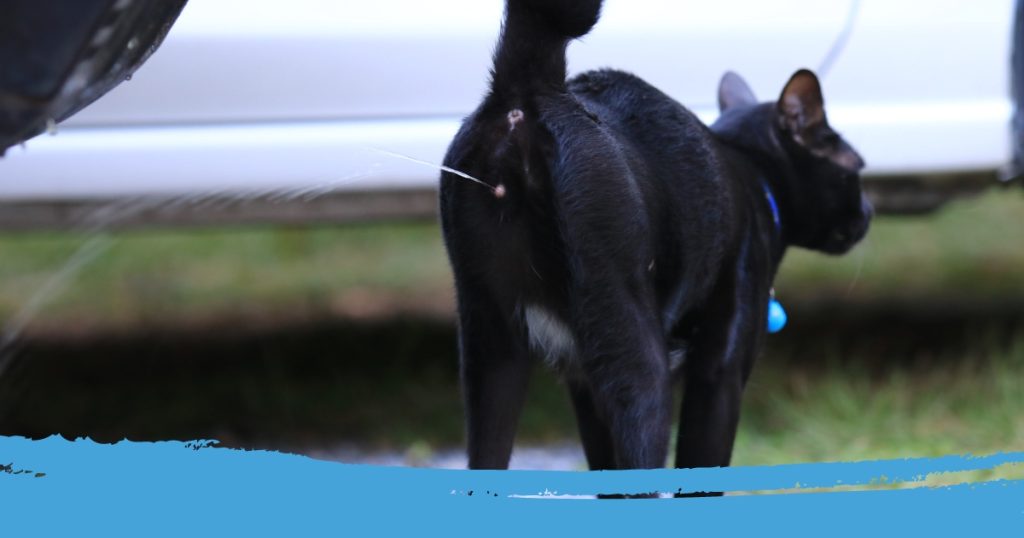 Natuurlijk middel tegen blaasgruis kat