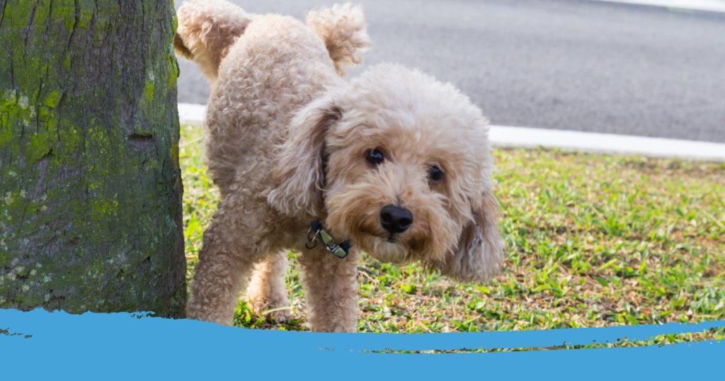 hond kan niet plassen