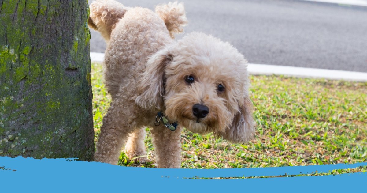 hond kan niet plassen