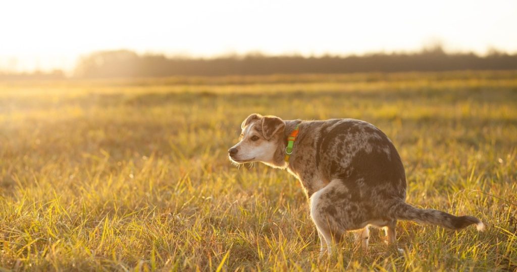 giardia hond gaat niet over