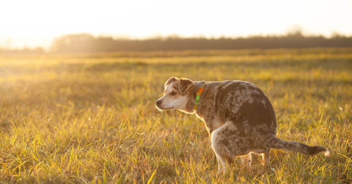 giardia hond gaat niet over