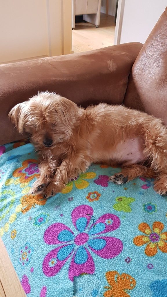 hond Gesilda Vostermans Anedda