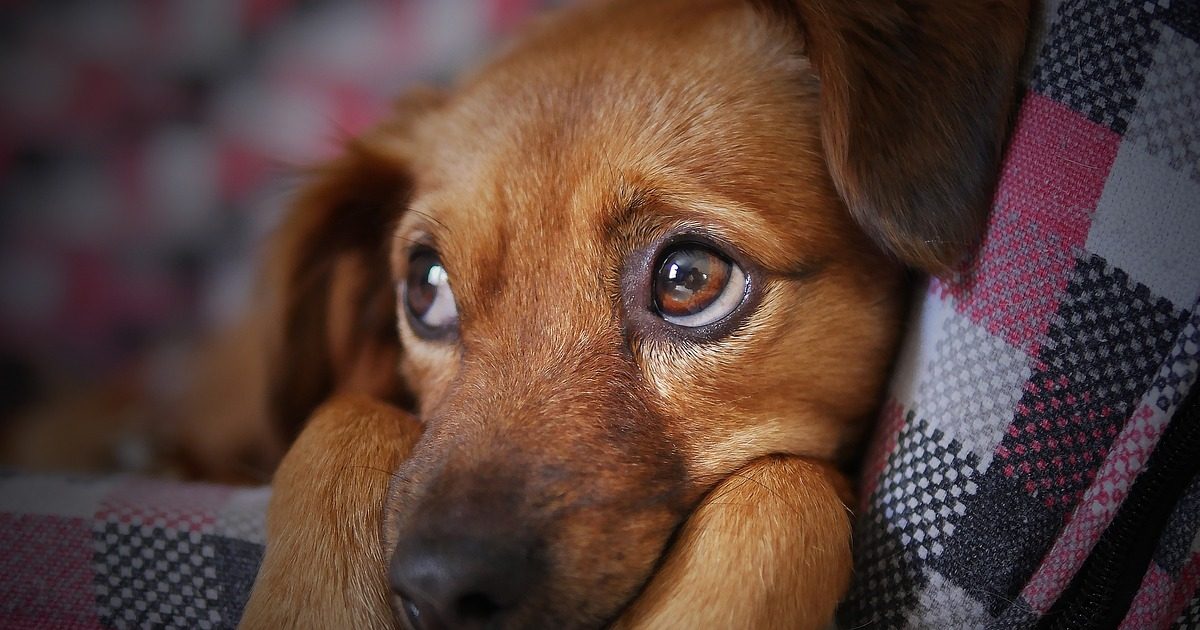 blaasproblemen bij honden