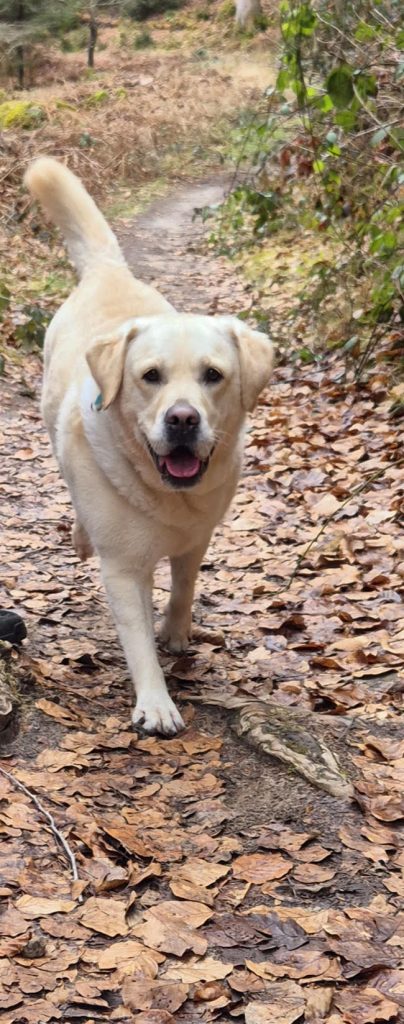 hond kyra Martine Biesheuvel