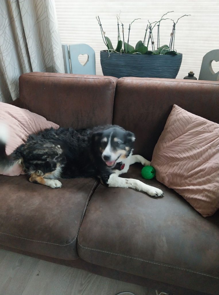 hond liesbeth creatief hobby