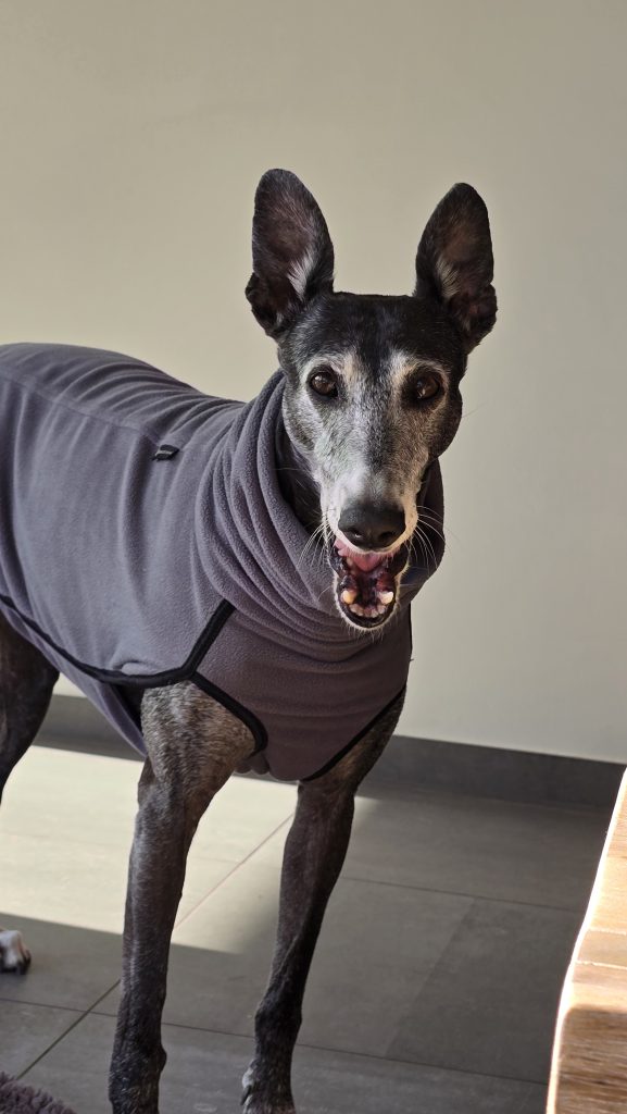 hond patricia de smet