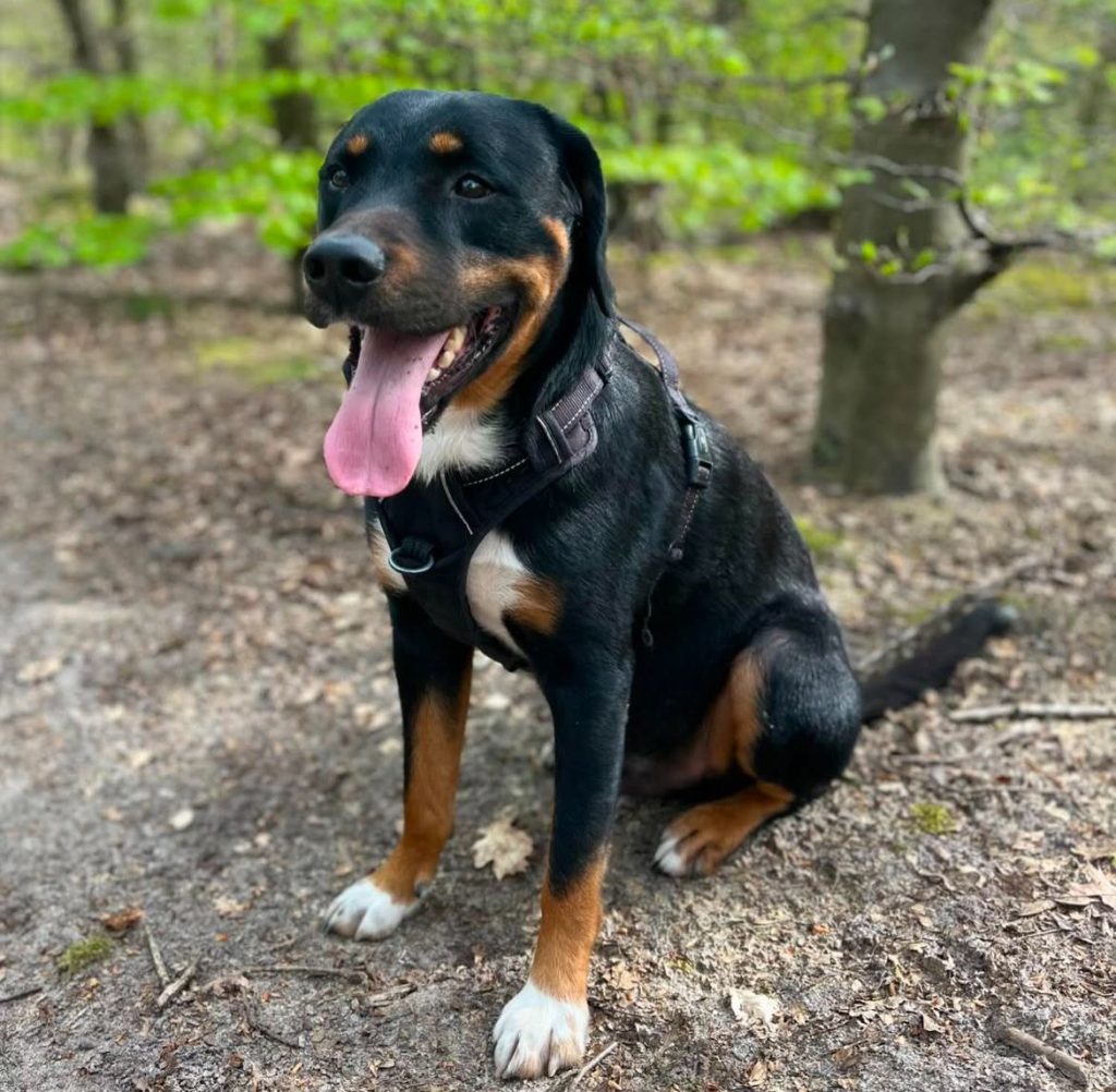 WhatsApp Image 2025-04-12 at 16.23.08