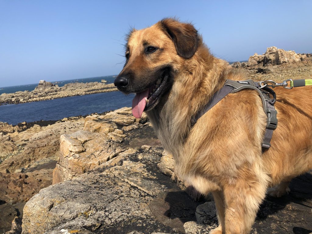 hond jos welbers rayo