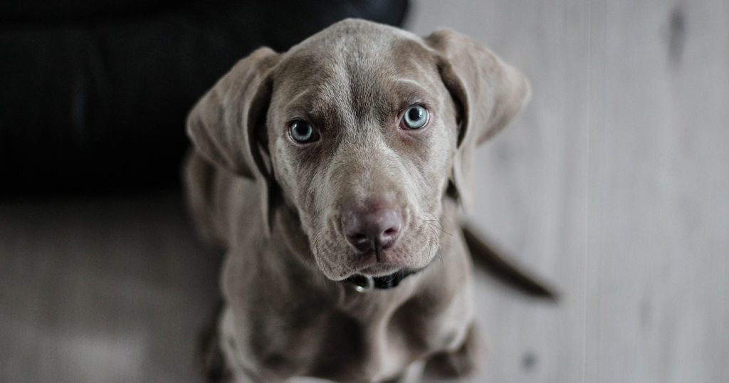 hond laat plas lopen