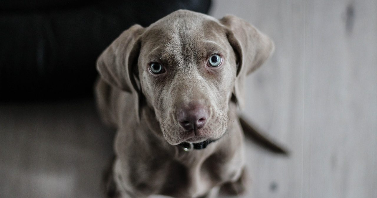 hond laat plas lopen