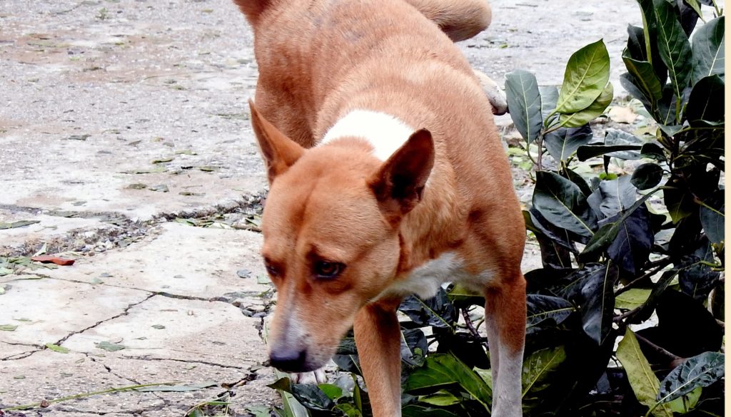 Natuurlijk middel tegen blaasontsteking bij hond