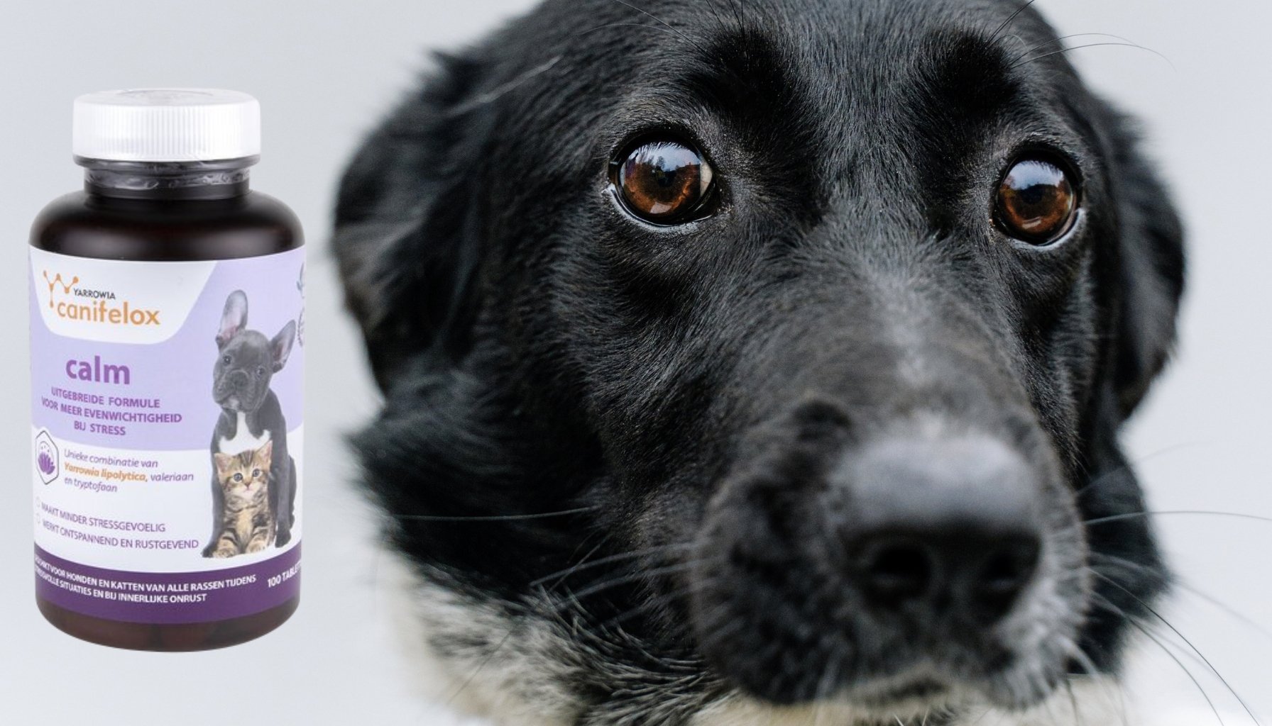 Overprikkelende hond