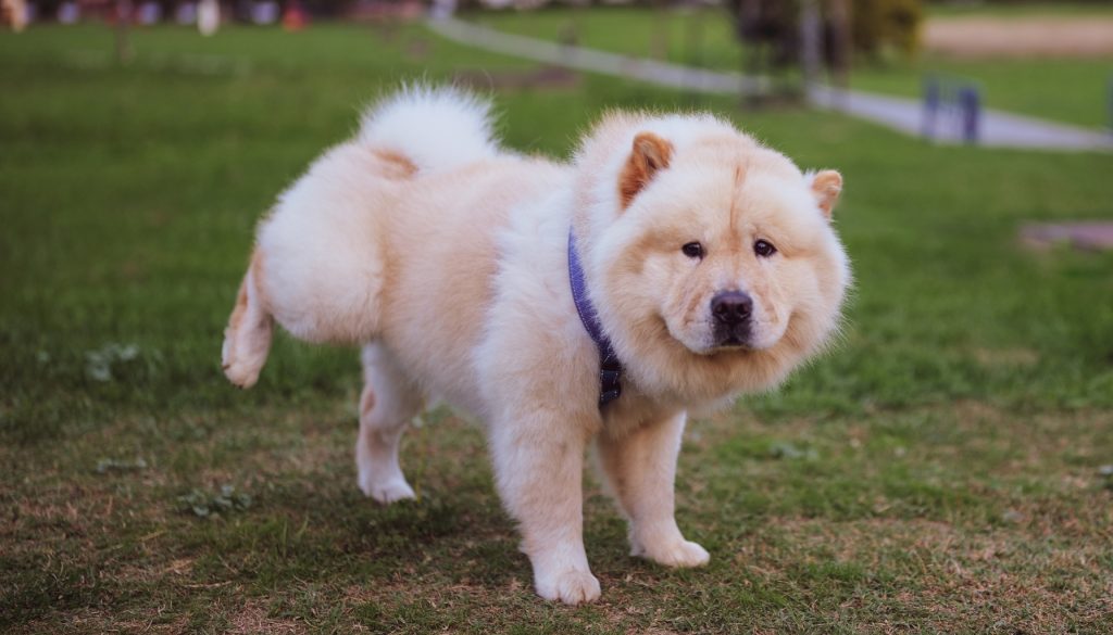 Urineweginfectie hond