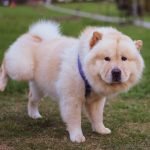 Urineweginfectie hond