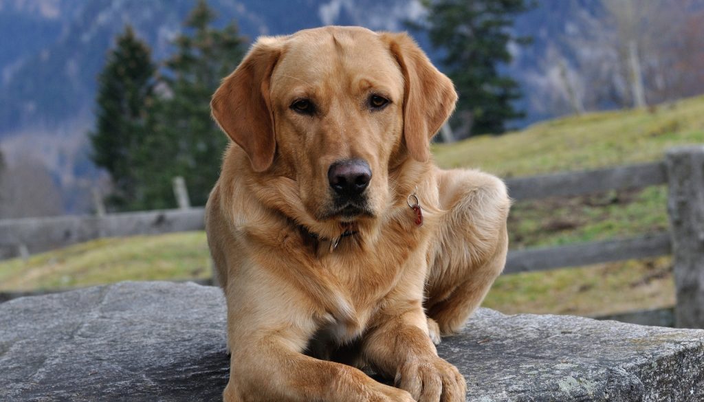 Wondermiddel artrose hond bestaat dat echt