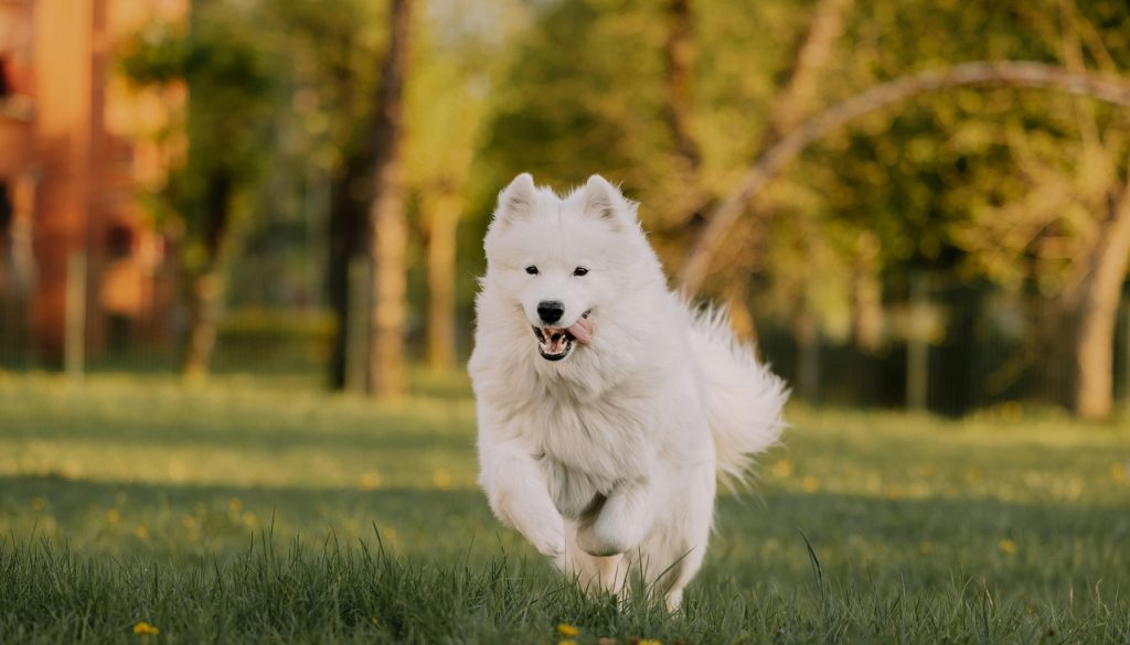 beste glucosamine hond