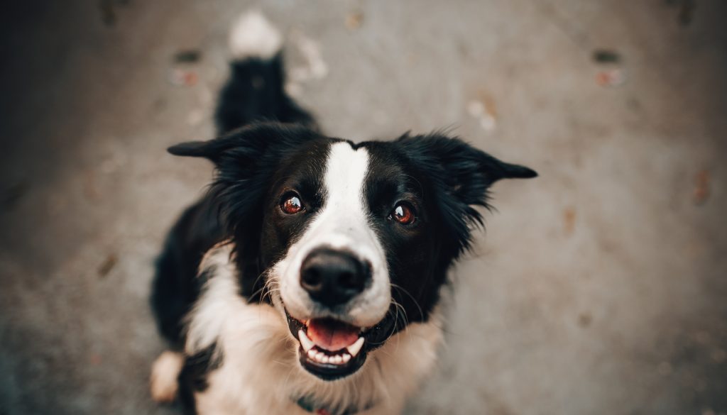 natuurlijke probiotica hond