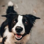 natuurlijke probiotica hond