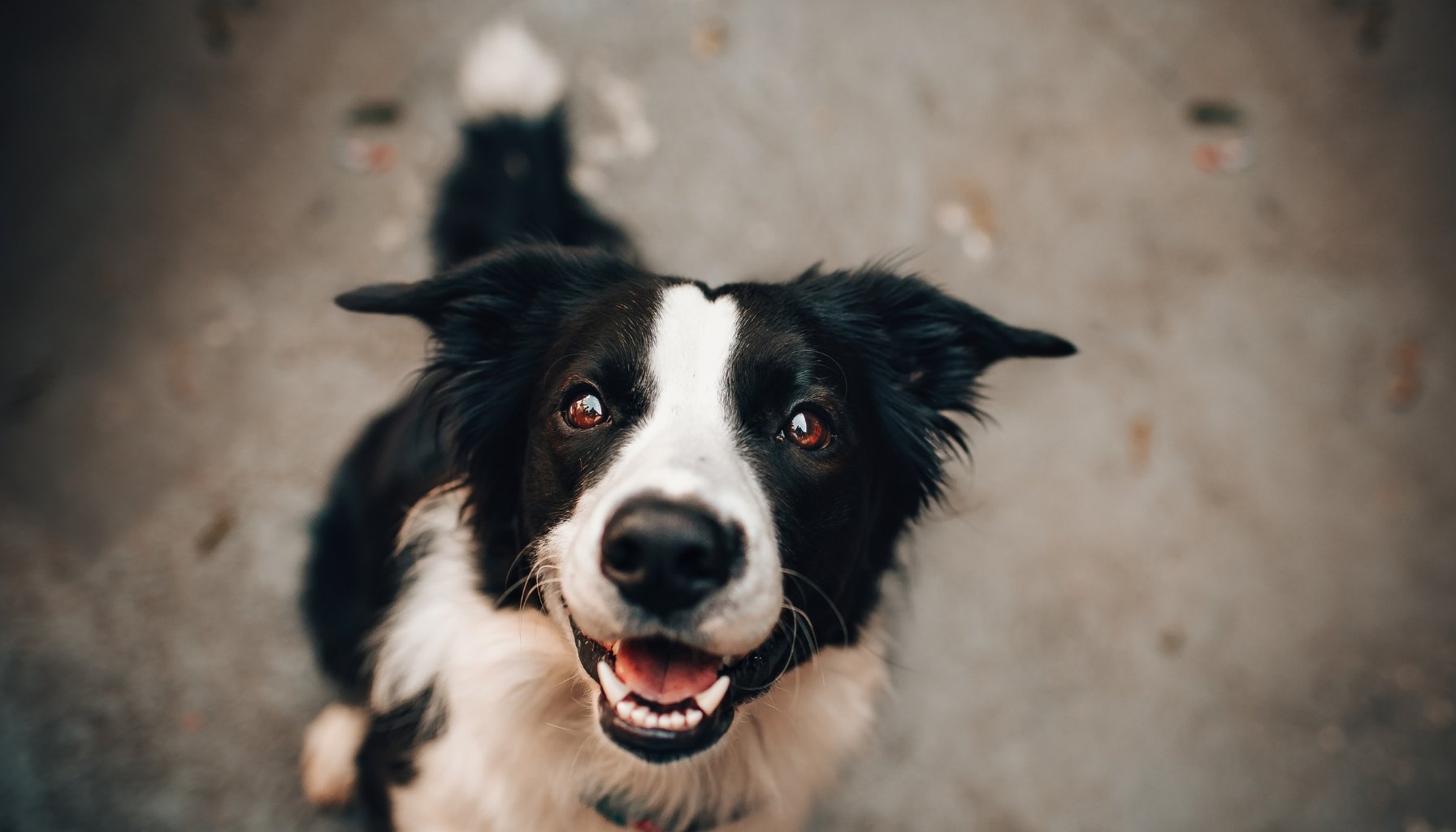 natuurlijke probiotica hond