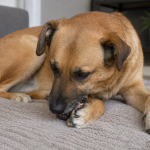 hond bijt aan poten